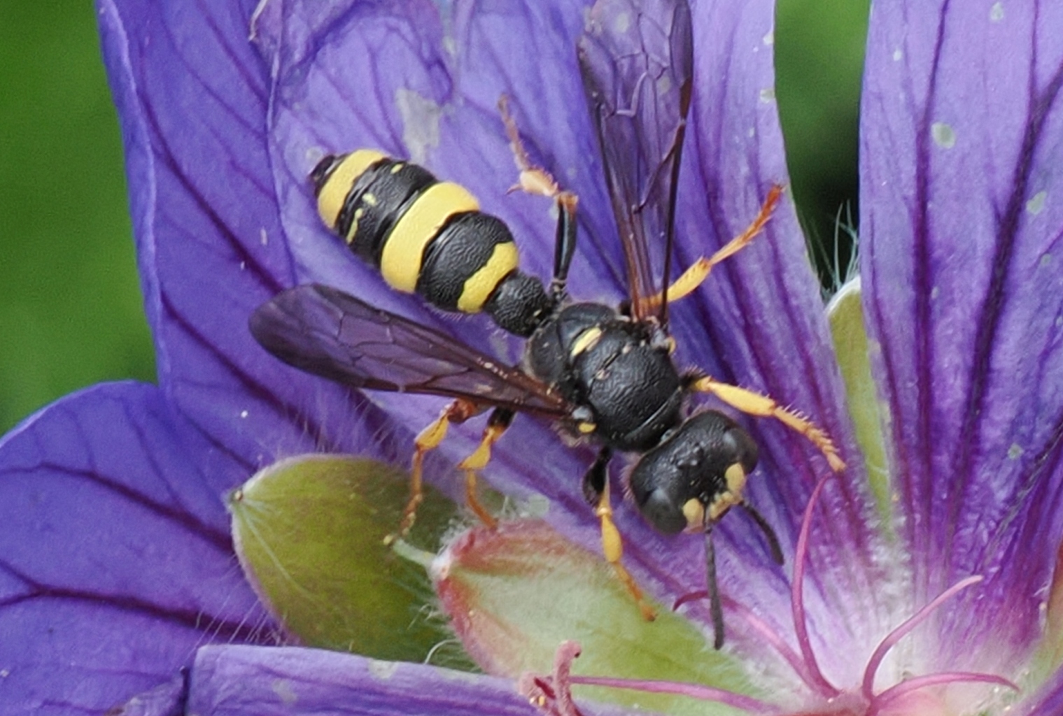 Cerceris-rybyensis